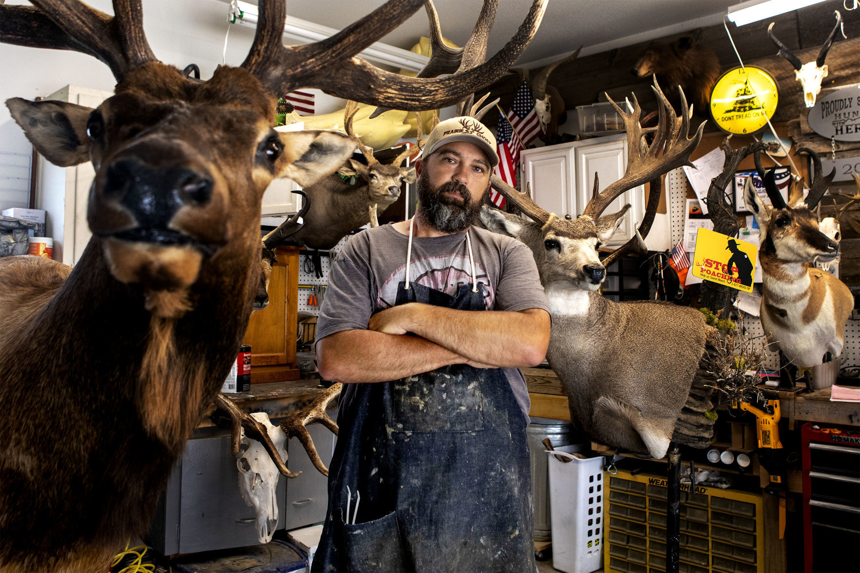 Taxidermy